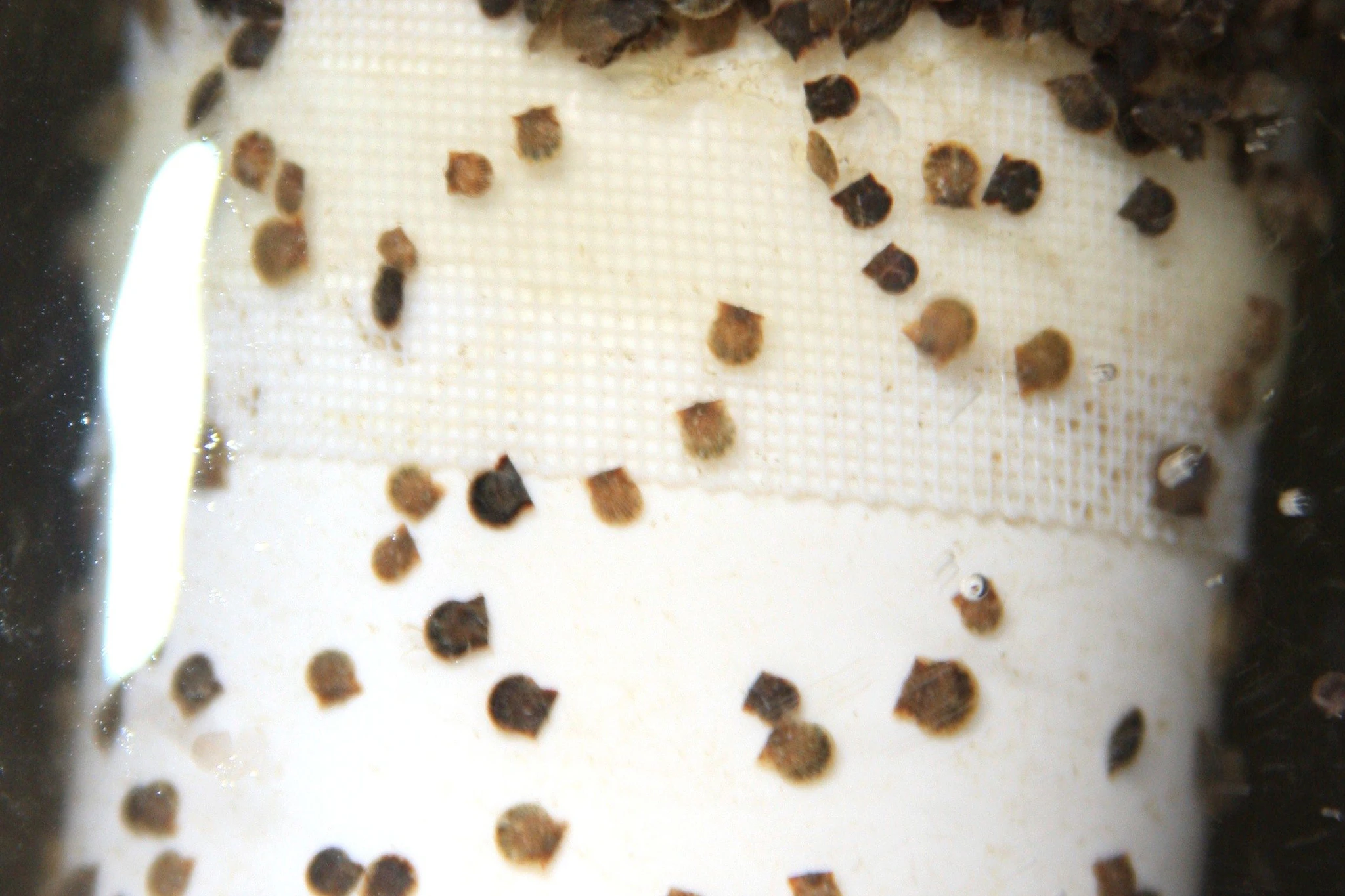 Bay Scallop Seed