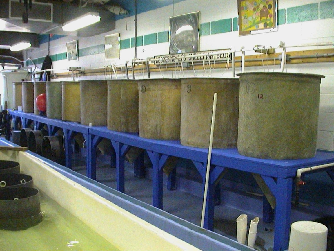 Conicals for larvae production (photo courtesy – Cornell Cooperative Extension)