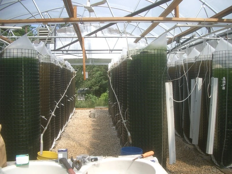 Culture system for micro algae (photo credit – Justin Adams)