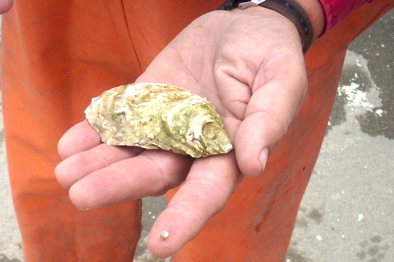 Stonington Oyster
