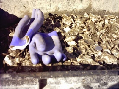 Oysters ready to bottom plant