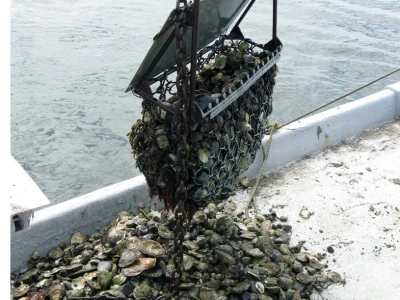 Oysters being harvested