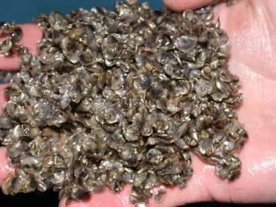 Small oyster seed