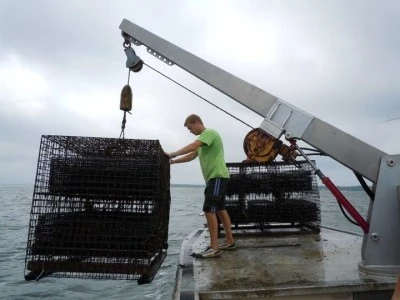 Tending oyster cages