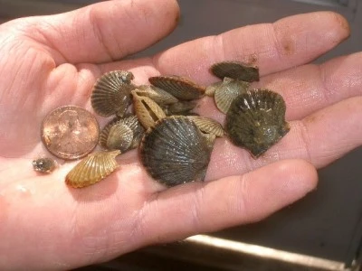 Bay scallops from grow out cages