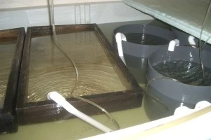 Oyster set trays and downwellers for post-set